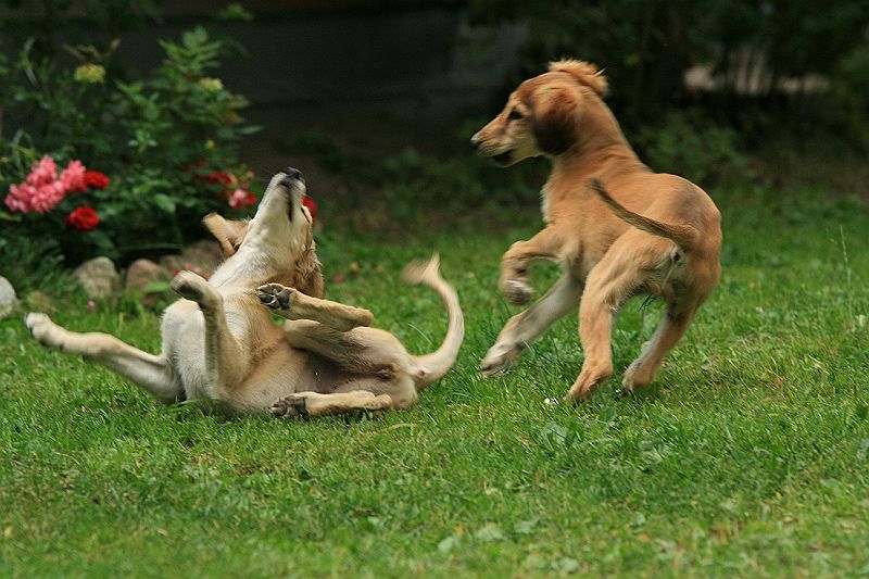 Ameenan lapset 12 vko 134.JPG - Mureena & Hasina